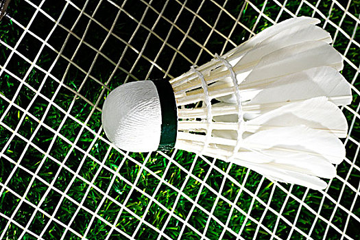 的新加坡队 的新加坡队