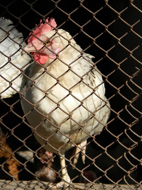 英超夺冠的 英超夺冠的